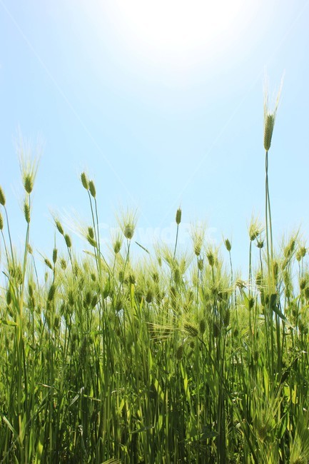 여름,풀,자연,초록,햇빛,green,summer,sun,식물,자연,plants,nature