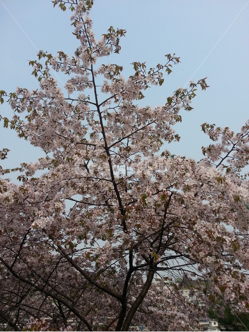 cherryblossom,벚꽃,flower,꽃,blossom