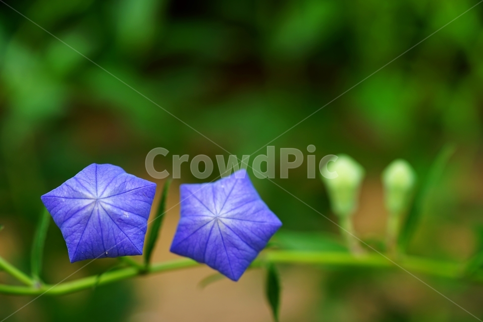 도라지꽃,도라지,도라지꽃봉오리,여름꽃,토종꽃,식물,자연,plants,nature,꽃,flower