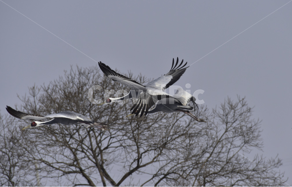 재두루미,whitenapedcrane,겨울철새,천연기념물,대형조류,나그네새,조류,새,야생조류,동물,동물,animal,조류,새,birds