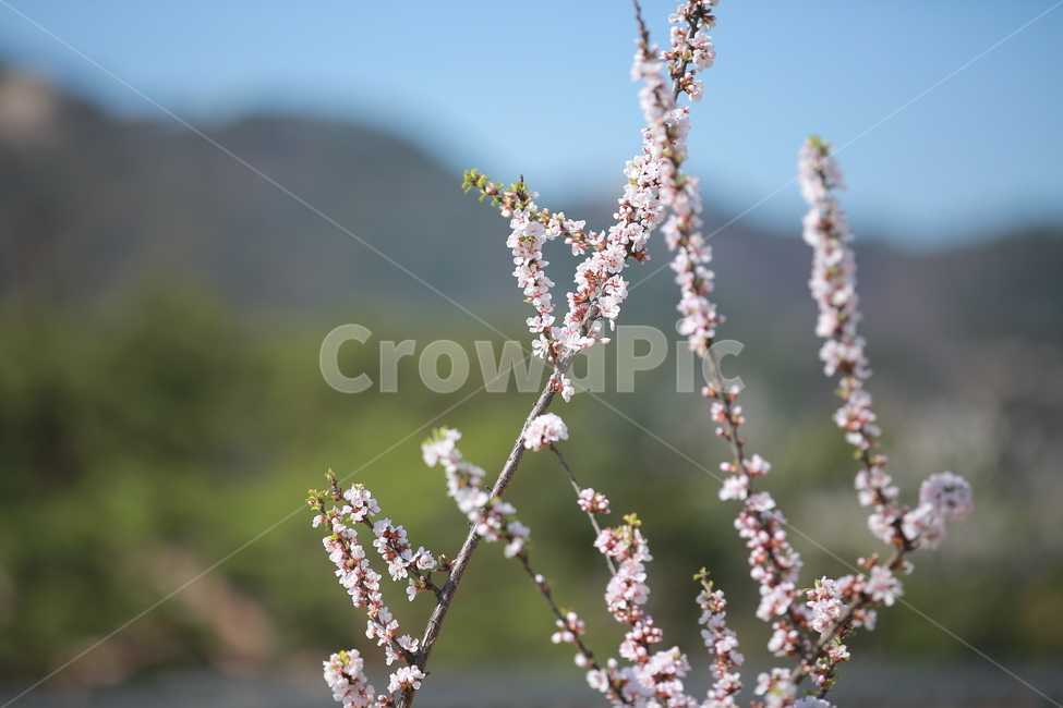 벚꽃,봄,새싹,하늘,벚꽃놀이,꽃,맑음,오막삼,캐논,5dmark3,봄,계절,spring,season,식물,자연,plants,nature,꽃,flower,plant