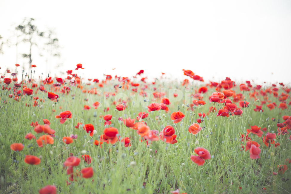 양귀비,자연,식물,꽃,꽃잎,flower,plant,식물,자연,plants,nature