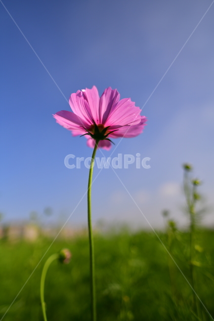 가을,코스모스,꽃,야생화,자연,공원,가을,계절,fall,autumn,season,식물,자연,plants,nature,꽃,flower,plant
