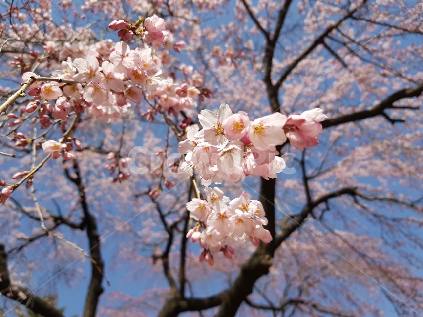 벚꽃,핑크,꽃,flower,cherryblossom,spring,벚꽃축제,pink,나무,tree,식물,하늘,sky