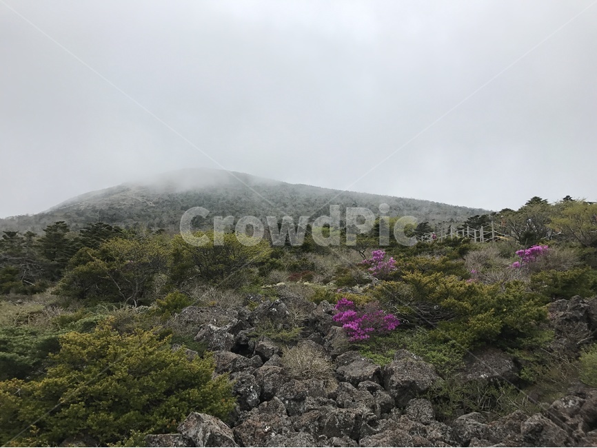 한라산,제주도,자연,산,mountain,nature,jeju,jejuisland,hallasan,hallamountain,등산,꽃,나무,자연풍경,안개,자연,풍경,nature,landscape,제주도,jeju,jeju island,outdoors,옥외,ground,바닥