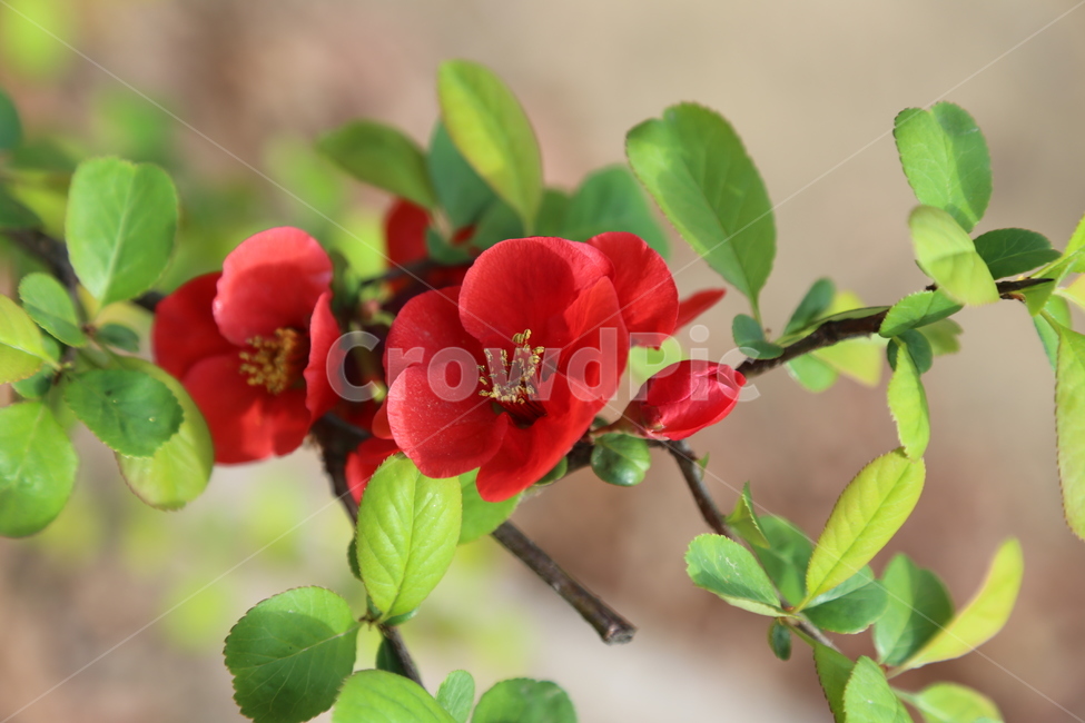 명자꽃,산당화,꽃,붉은색꽃,봄꽃,식물,자연,plants,nature,꽃,flower