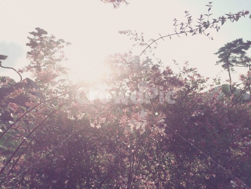 벚꽃,햇빛,플레어,flare,light,빛