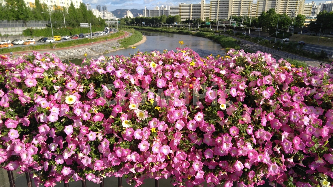 사피니아,꽃,분홍꽃,분홍색,배경,식물,flower,pinkflowers,pink,plants,background
