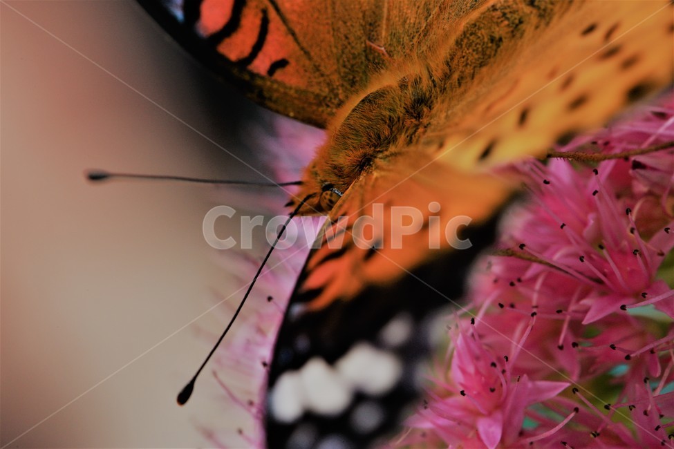꽃,나비,가을,곤충,butterfly,식물,자연,plants,nature,꽃,flower,곤충,벌레,insect,bug