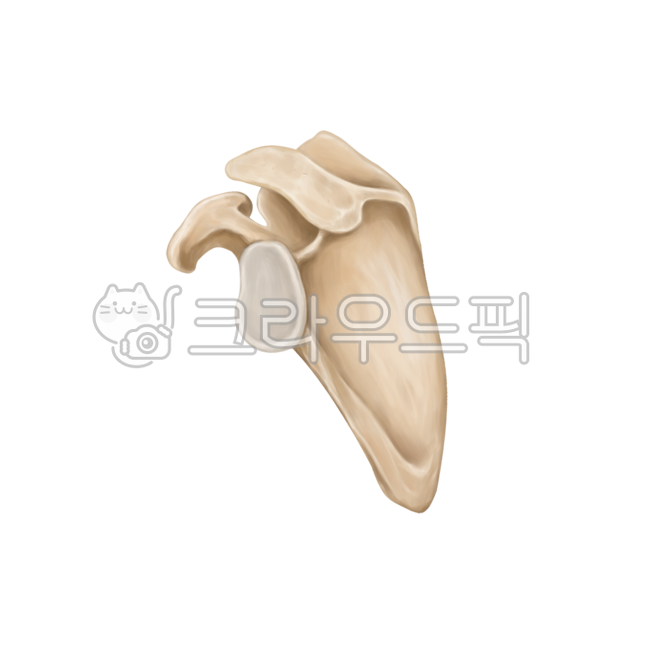 허리,허리뼈,요추,골반,갈비뼈,어깨,견갑골,척추,흉추,꼬리뼈,spine,lumbarspine,pelvic,illiac,rib,scapular,surgery,neurosurgery,orthopedic,bones,humanbones,skeleton,medicalillustration,thoracicspine