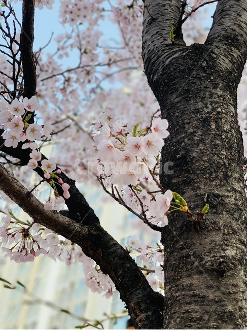 벚꽃,봄,꽃,나무,꽃놀이,봄,계절,spring,season,식물,자연,plants,nature,꽃,flower,plant,tree,tree trunk,나무 줄기