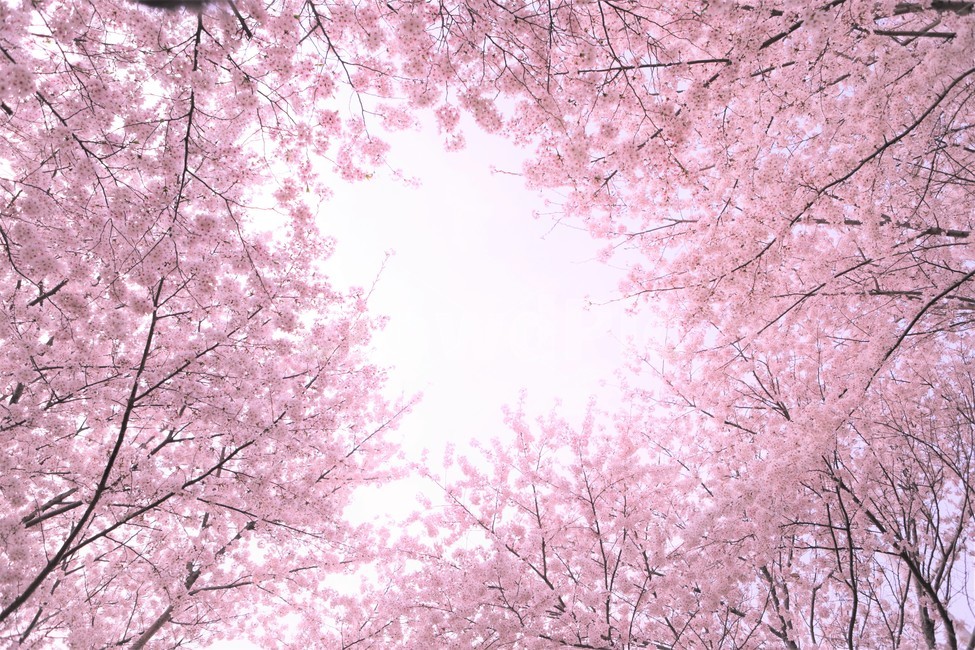 벚꽃,꽃,자연,나무,봄,꽃봉우리,핑크,하늘,분홍,가지,봄,계절,spring,season,자연,풍경,nature,landscape,plant,식물,flower,cherry blossom,blossom