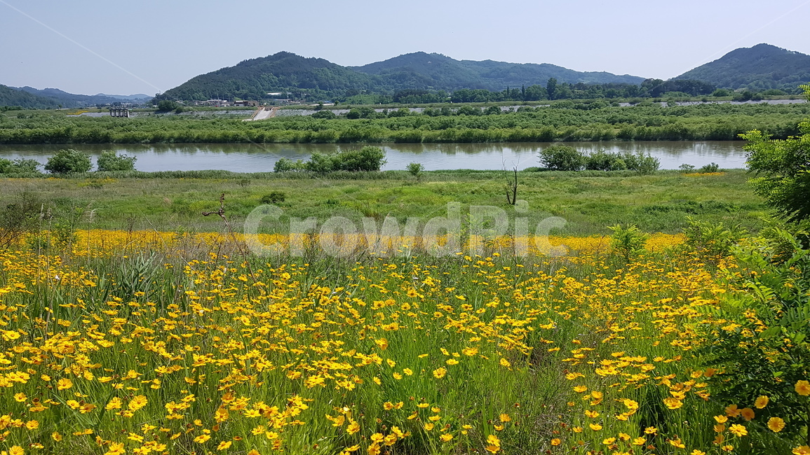 꽃,금계국,꽃길,flowers,goldenwave,자연,풍경,nature,landscape