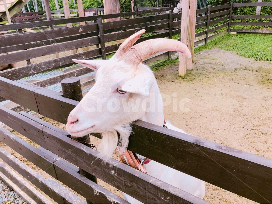 염소,소,동물,animal,goat,wildlife,야생생물,mammal,포유류,moutaingoat,산양,동물,animal,포유류,mammal