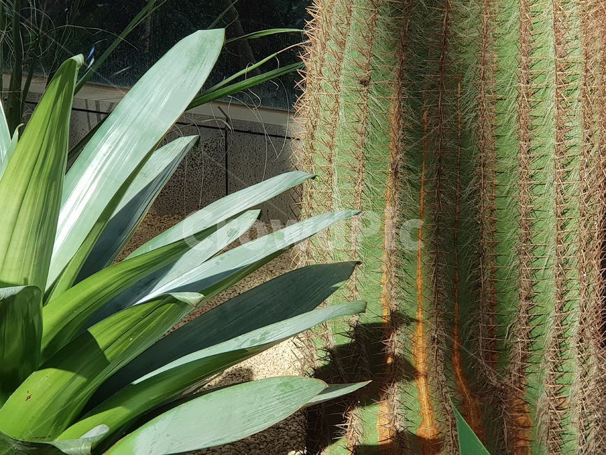 자연,식물,선인장,식물원,햇살,nature,cactus,plants,sunshine,서울식물원