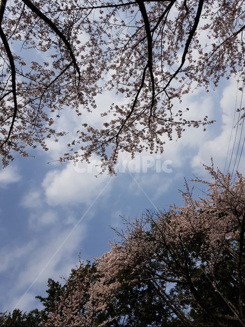 벚꽃,꽃,하늘,구름,벚꽃축제,꽃축제