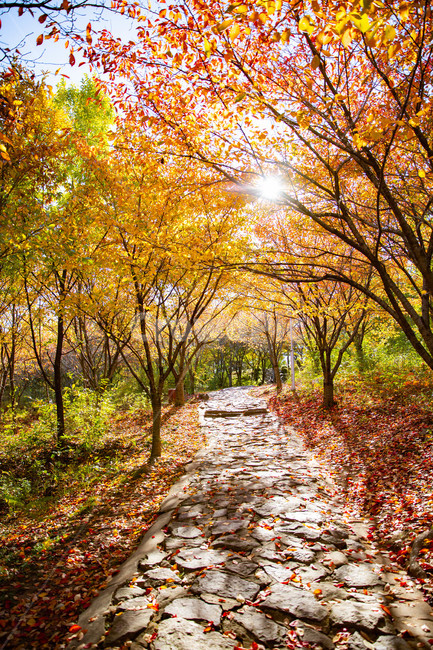 언덕길,산책,따스한햇빛,단풍,가을길,자연,풍경,nature,landscape,tree,나무,plant,식물,path,통로