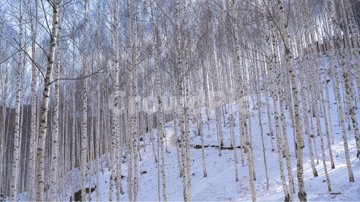 자작나무,강원도,인재,겨울,숲,설경,하늘,자작나무숲,원대리,인재군,겨울,계절,winter,season,자연,풍경,nature,landscape,한국자연풍경,한국자연경관,korea nature landscape,식물,plants,나무,trees,wood,tree,plant