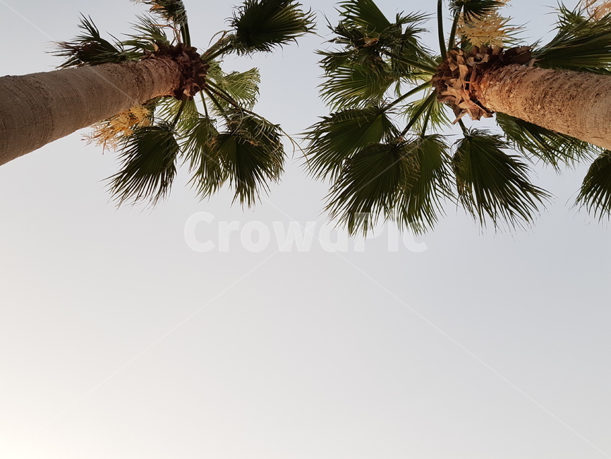바닷가,제주바다,바다,야자수,해변,나무,trees,wood