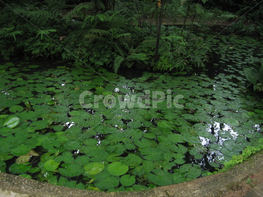 식물,plant,연못,연꽃,자연,식물,자연,plants,nature