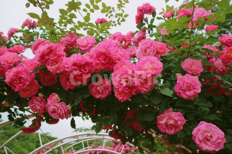 장미꽃,장미,꽃,분홍꽃,5월꽃,식물,자연,plants,nature,꽃,flower