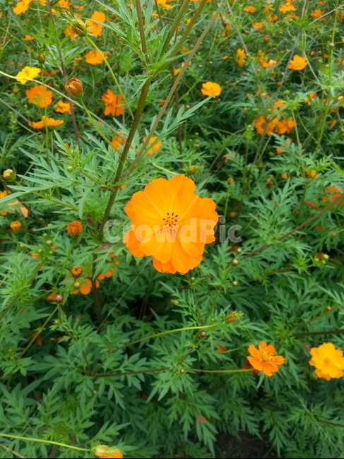 자연,식물,초록,nature,flower,꽃,힐링,plants,orangecolor