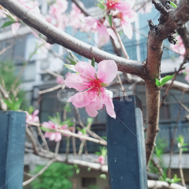 분홍꽃,암술수술,녹슨담장,담장,꽃과담장,분홍꽃과담장,봄,봄기운,파릇파릇,꽃,koreanflower,pinkflower,flower,wallflower,spring,sprout