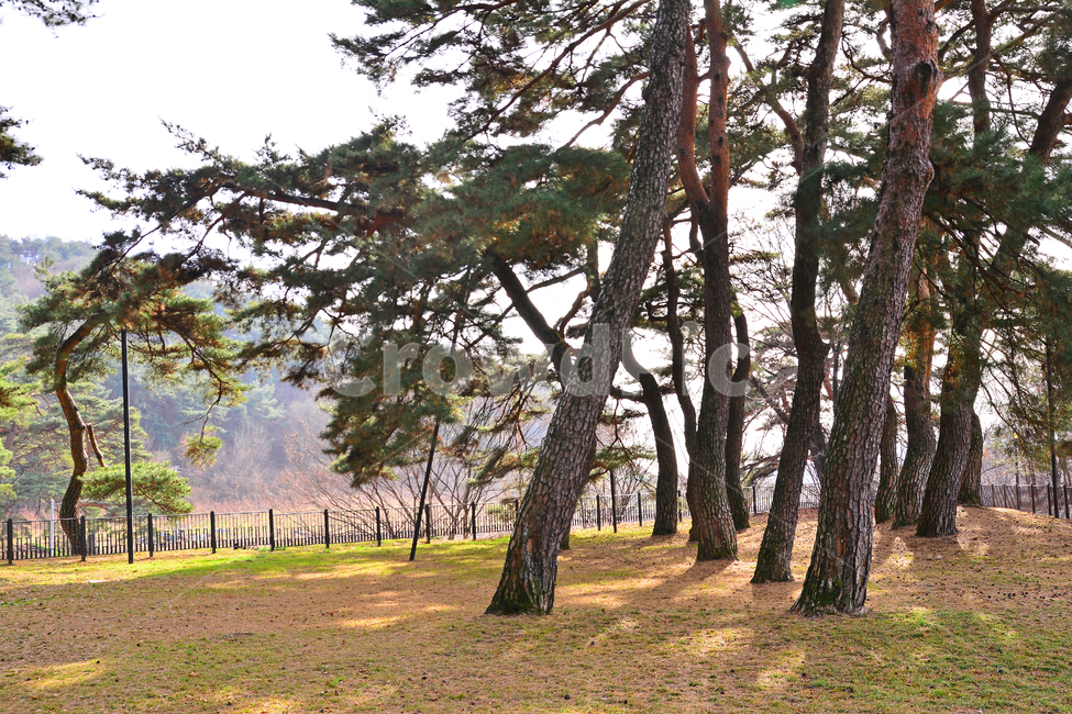 한국자연풍경,소나무,소나무숲,솔잎,솔숲,상록수,나무,피톤치드,힐링,토종,환경,자연,솔방울,줄기,껍질,한국적,pinetree,korean,tree,forest,보호림,공원,숲,청정,정원,tree trunk,나무 줄기,plant,식물