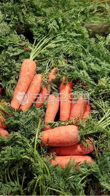vegetable,food,carrot
