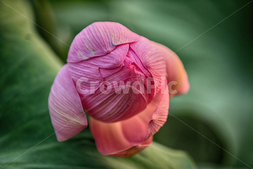 여름,수련,홍련,연꽃,관곡지,꽃,summer,flower,lotus,식물,자연,plants,nature,꽃,flower