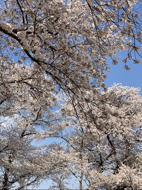 봄,따듯함,벚꽃,나무,flower,꽃,식물,자연,plants,nature,꽃,flower