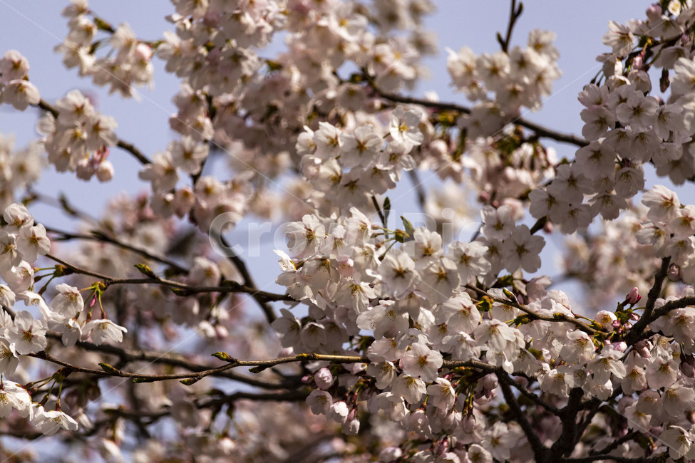 벚꽃,벚나무,cherryblossoms,봄꽃,벚나무꽃,흰꽃,식물,자연,plants,nature,꽃,flower