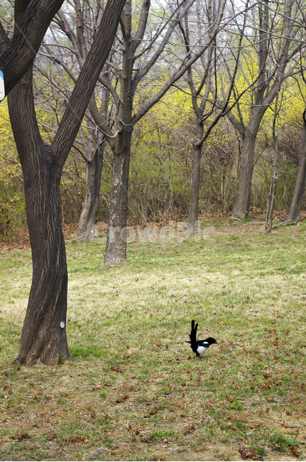 까치,새,나무,공원,식물,plant,봄,spring,계절,동물,animal,조류,새,birds