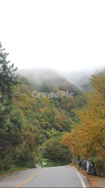 road,도로,산길,단풍,안개,새벽도로,나무,자연,풍경,nature,landscape
