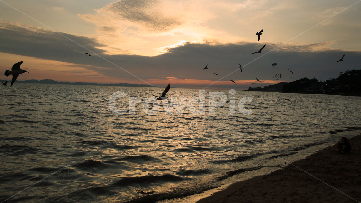 강화도,바다,갈매기,노을,겨울,가을,저녁,하늘,ocean,sea,해변,동막해수욕장,자연,풍경,nature,landscape