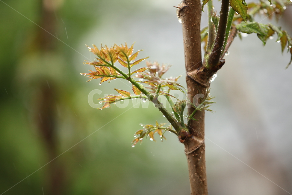 두릅,비,여름,장마,시골,물방울,식물,자연,plants,nature,비,비오는날,rain,rainy