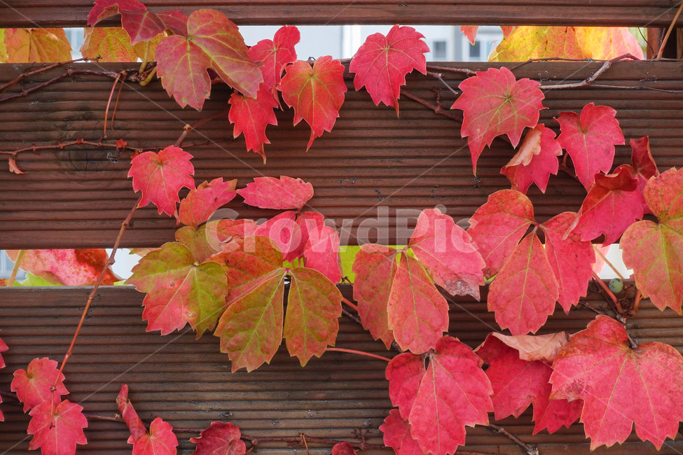 꽃,낙엽,가을,난간,잎,leaf,plant,식물,maple,단풍,가을,계절,fall,autumn,season,식물,자연,plants,nature