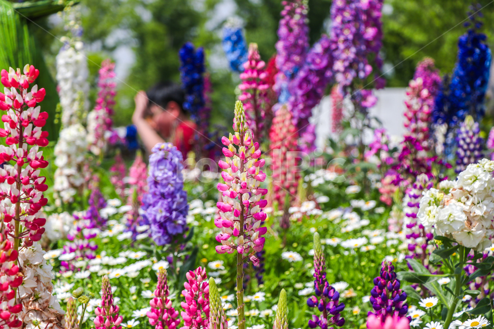 꽃,봄,plant,식물,blossom,flower,식물,자연,plants,nature,꽃,flower
