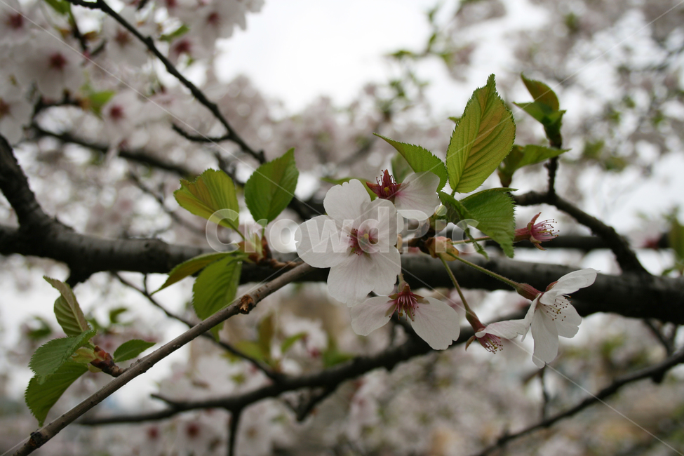 벚꽃,봄,봄날,감성,spring,flower,공원,풍경,식물,꽃,하얀,흰색,white,봄,계절,spring,season,식물,자연,plants,nature,꽃,flower,plant,blossom