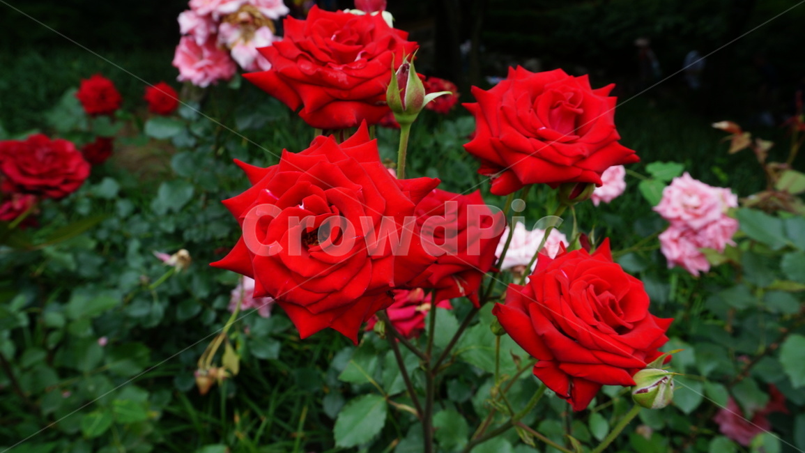 꽃,자연,식물,꽃축제,예쁜꽃,식물,자연,plants,nature,꽃,flower