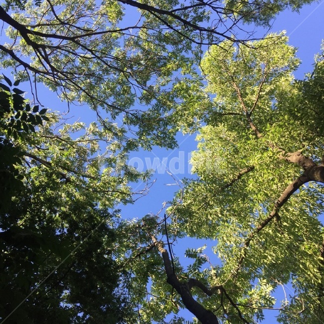 나무,봄,여름,가을,새싹,plant,tree,나무,trees,wood