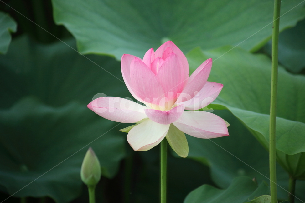 연,연꽃,꽃,수생식물,lotus,식물,자연,plants,nature,꽃,flower