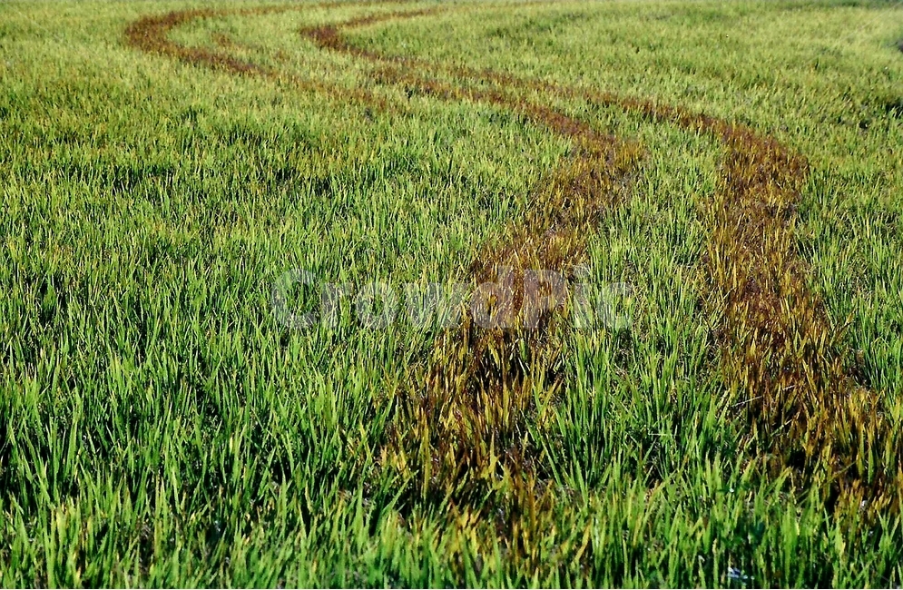 벼,식물,줄,감성,풍경,라인,초록,갈색,자연,휘어진,배경,자연,풍경,nature,landscape,grass,잔디,plant