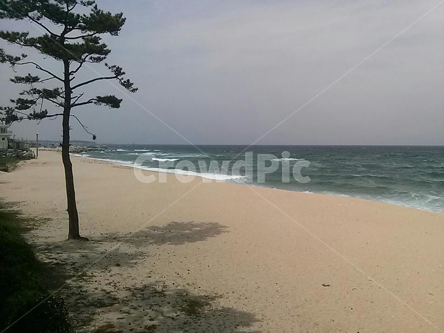 바다와소나무,백사장,경포해수욕장,적막한바다,기다림,해변,바다,beach,sea