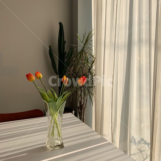 망고튤립,꽃병,흰커텐,카페,여유로움,flower