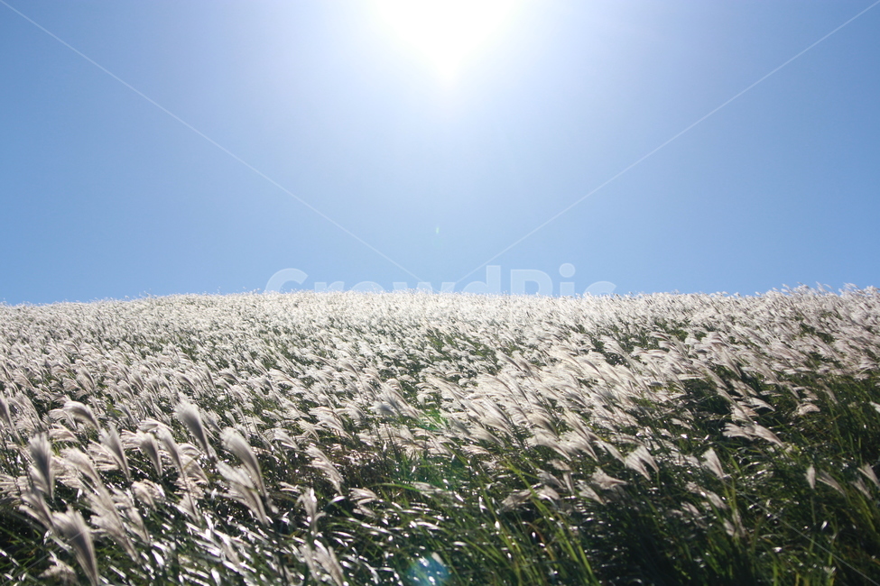 억새,풍경,하늘,새별오름,가을,억새풍경,가을풍경,가을,계절,fall,autumn,season,grass,잔디,plant,식물,lawn