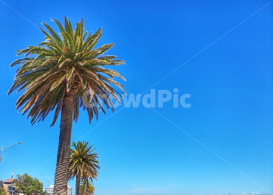 자연,나무,tree,야자수,하늘,맑음,맑은,palmtree,plant,arecaceae,sky,식물,멜버른,풍경