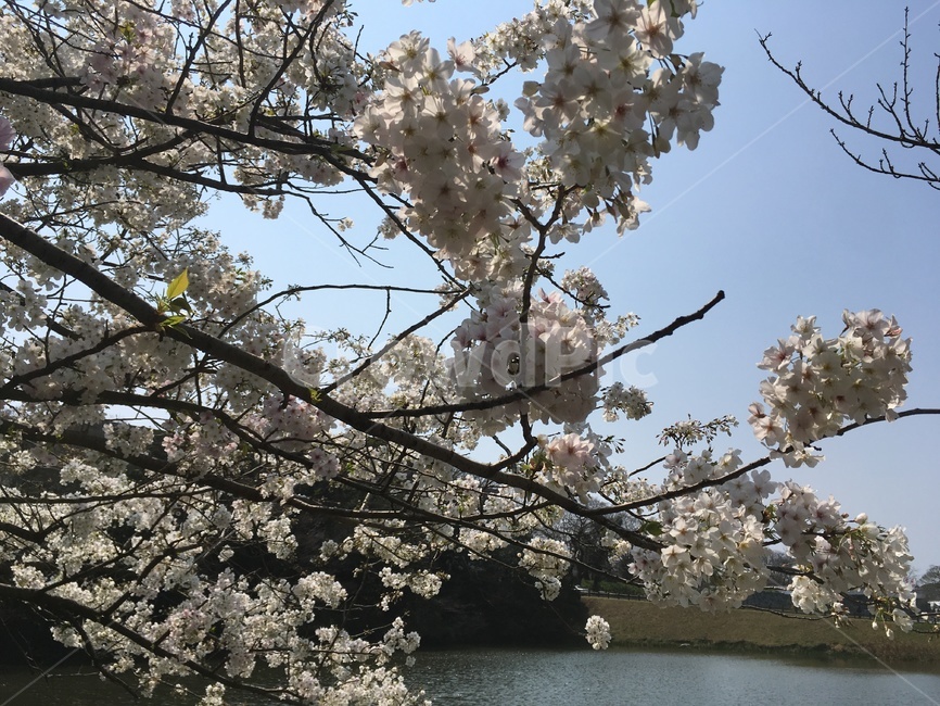 벚꽃,봄,꽃,축제,핑크꽃,봄,계절,spring,season,plant,식물,flower,blossom