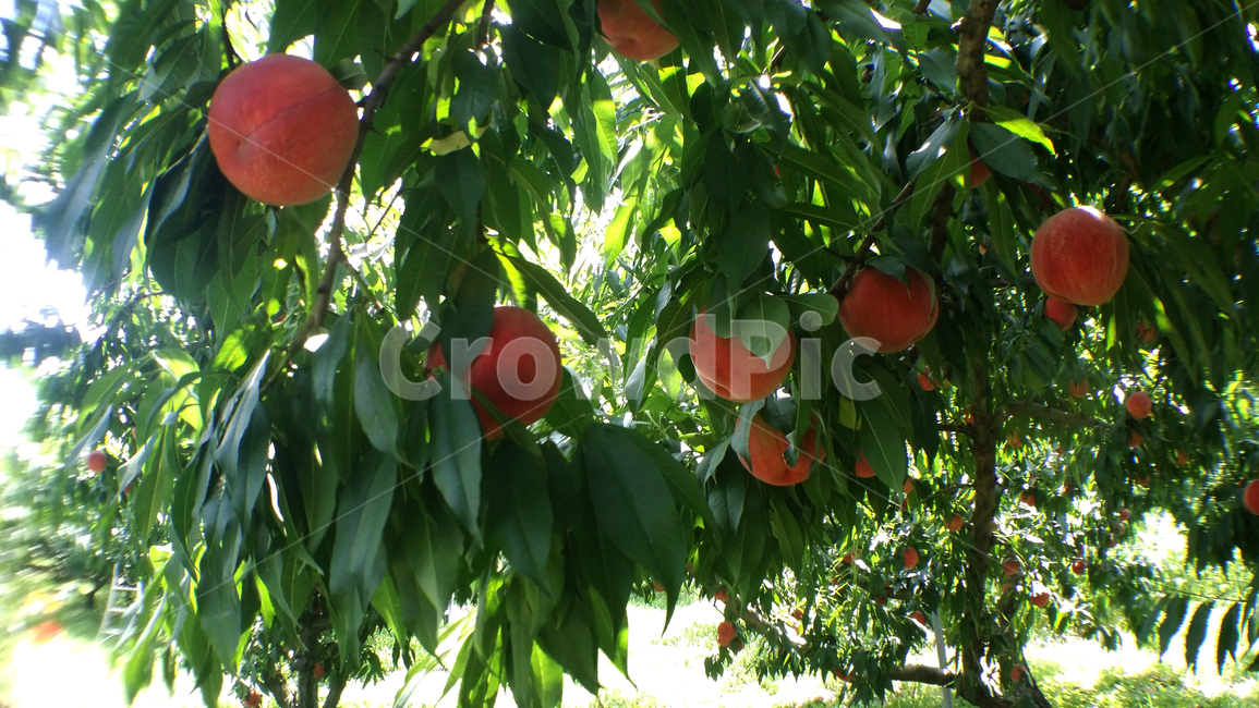 plant,식물,과일,fruit,복숭아
