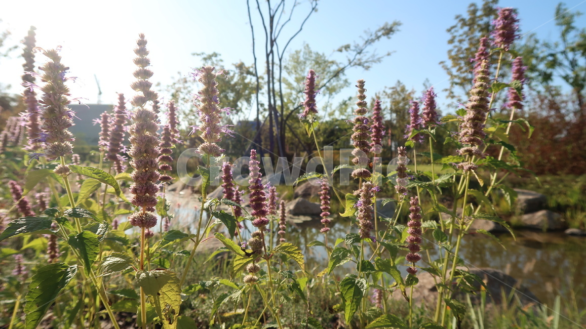 꽃,식물,plant,blossom,flower,정원,garden,식물,자연,plants,nature,꽃,flower